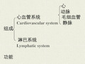 系统解剖学课件-心1_PPT幻灯片