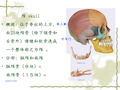 颅骨形态结构 ppt课件