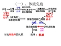 免疫系统和免疫功能第三节