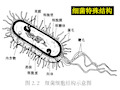 微生物详细介绍