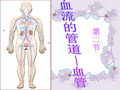 第二节血流的管道血管PPT课件