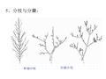 植物营养器官的结构和功能ppt课件