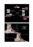 图解踝关节的韧带解剖