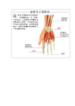 肌肉系统解剖图片+详解