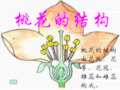 七年级科学桃花的结构(201911)