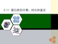 蛋白质的分离 纯化和鉴定