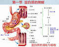 第十章 蛋白质降解和氨基酸代谢