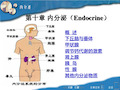 动物生理学课件：11 第十章 内分泌