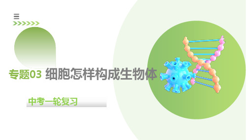 专题03 细胞怎样构成生物体(课件)中考生物一轮复习(全国通用)