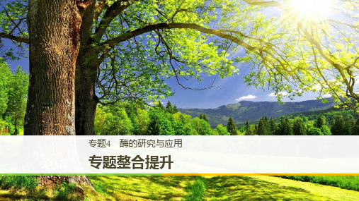 2019_2020学年高二人教版生物选修一课件：专题整合提升：专题4 酶的研究与应用 