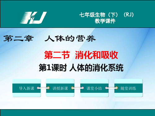 最新人教版七年级生物下册第二章课件全套