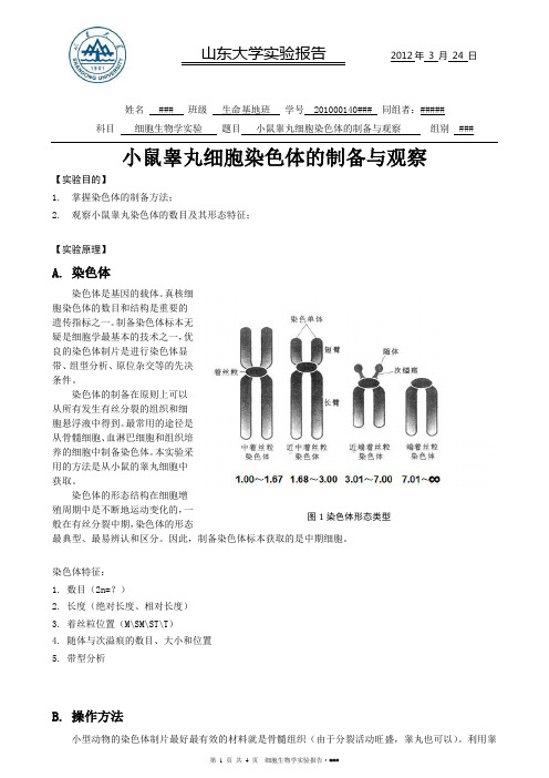 小鼠睾丸细胞染色体的制备与观察