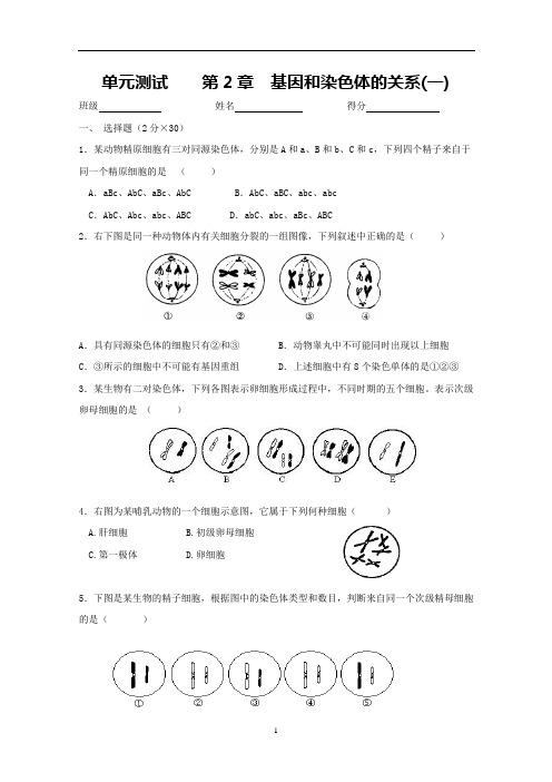 单元测试 第2章 基因和染色体的关系(一)