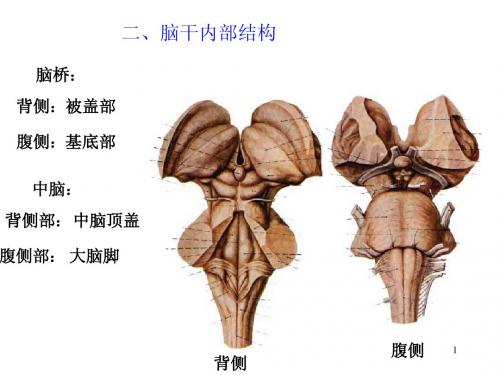 脑干内部结构、小脑、间脑.ppt