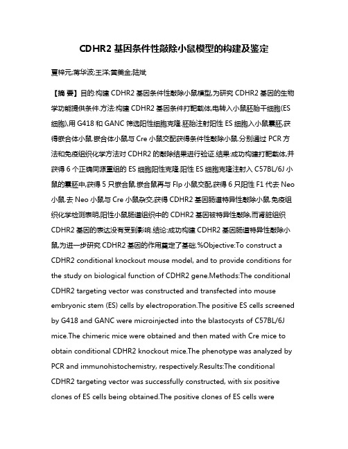 CDHR2基因条件性敲除小鼠模型的构建及鉴定