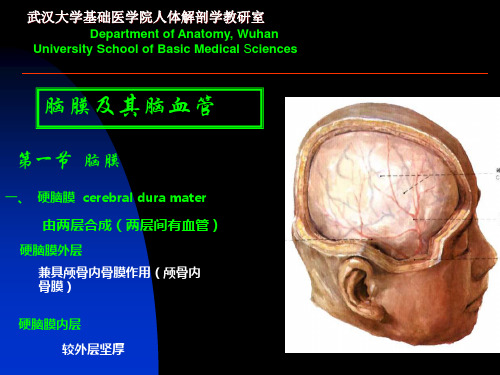 --断层解剖学课件1断层--头部(上)