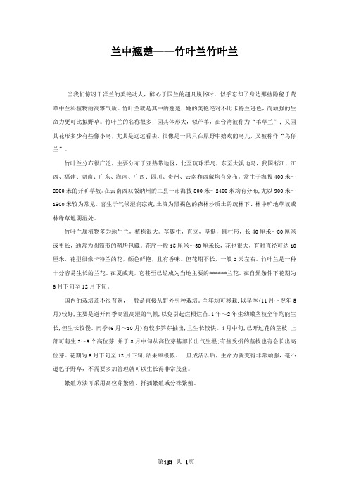 兰中翘楚——竹叶兰竹叶兰