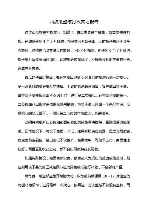 西甜瓜整枝打杈实习报告