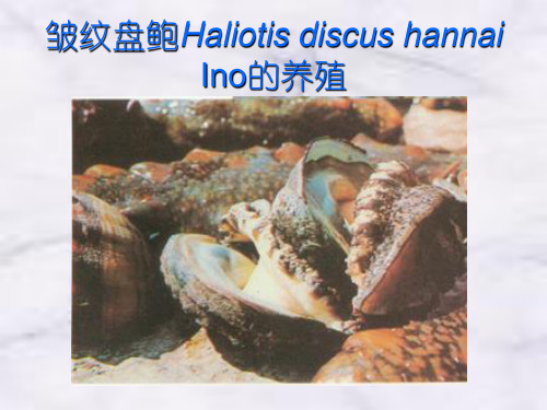 皱纹盘鲍Haliotis