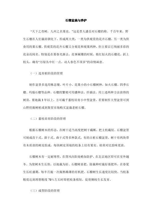 石榴盆栽与养护