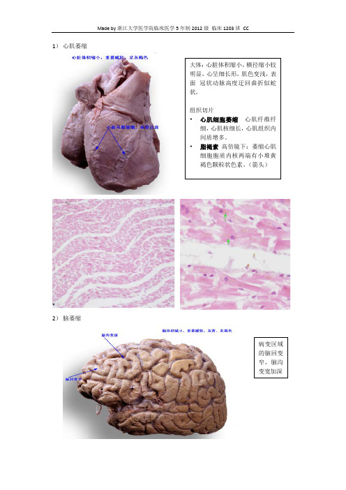 《比较人体形态学》复习：细胞和组织的适应、损伤和修复