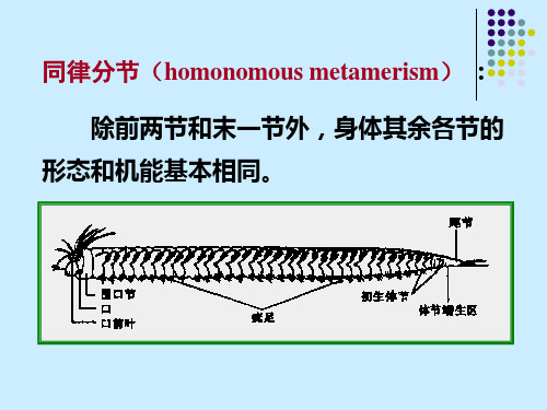 第六章 环节动物门_PPT幻灯片