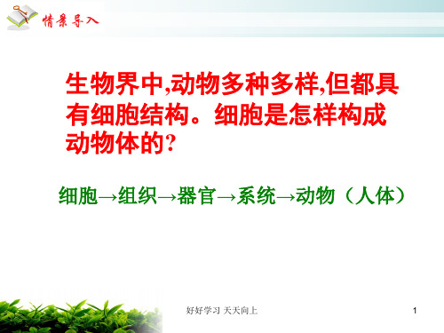 人教部编版七年级初一生物上册 第三节  植物体的结构层次  名师教学PPT课件