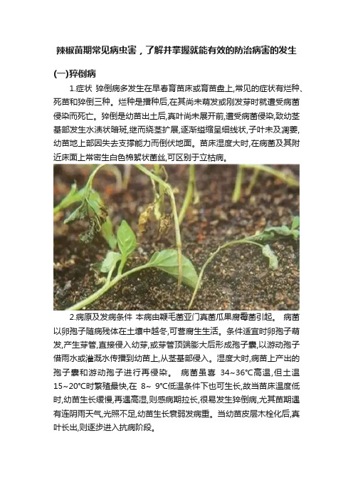 辣椒苗期常见病虫害，了解并掌握就能有效的防治病害的发生