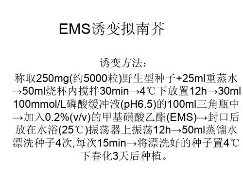 拟南芥ems诱变与突变体筛选