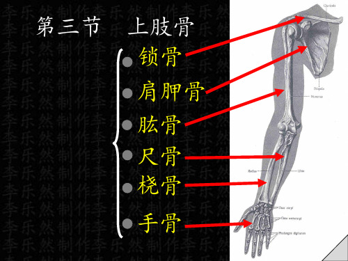 上肢骨与连接PPT课件