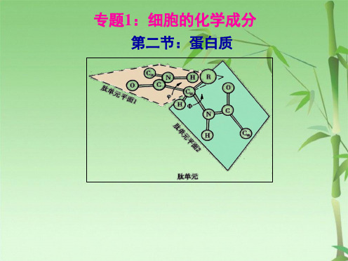 蛋白质高中生物竞赛辅导(共88张PPT)