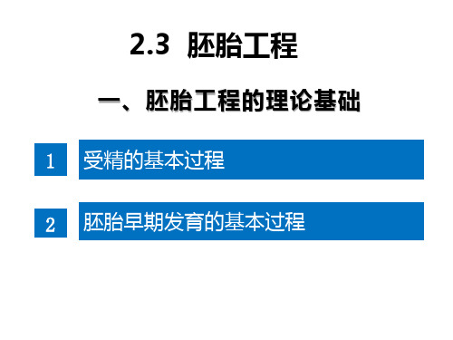 胚胎工程的理论基础课件高二下学期生物人教版选择性必修3