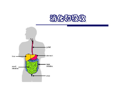 生理学课件：消化