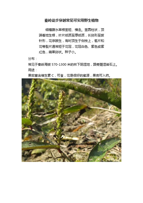 秦岭徒步穿越常见可实用野生植物