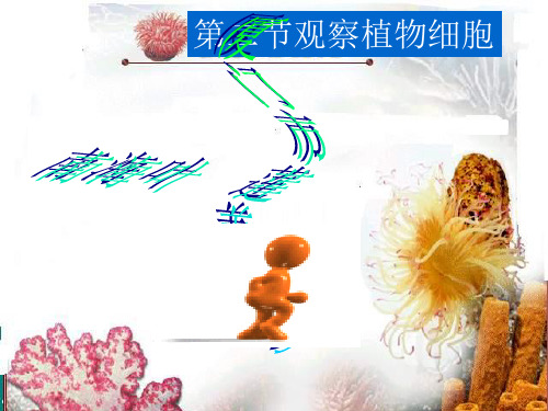 观察植物细胞PPT教学课件