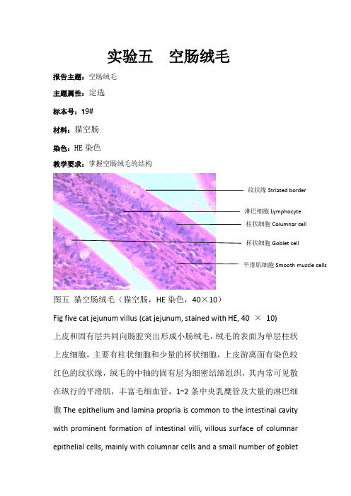 实验五 空肠绒毛