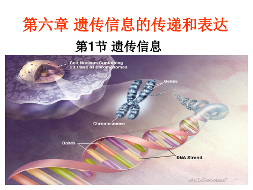 6.1遗传信息
