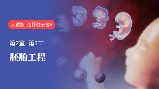 高中生物优秀课件 胚胎工程(第一课时)实用