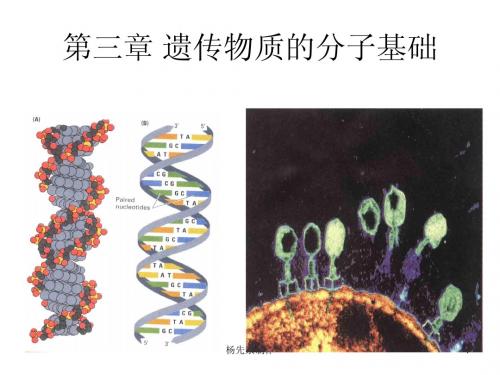 遗传学第五章 遗传物质的分子基础