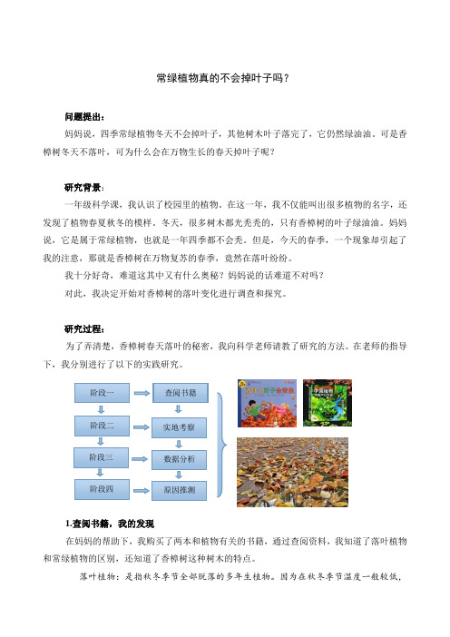 小学科学学生科普小文章：常绿植物真的不会掉叶子吗？