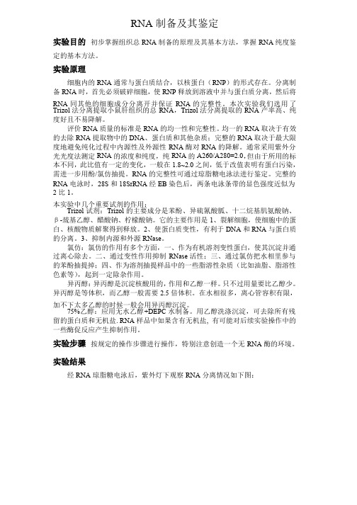 RNA提取,RT-PCR实验报告