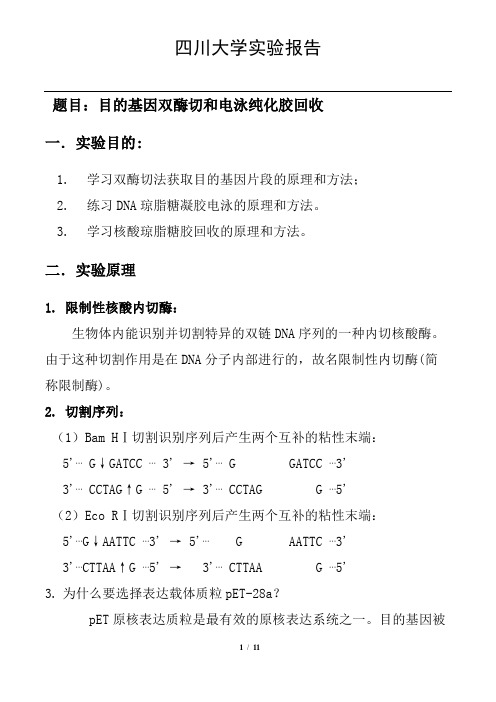 目的基因双酶切和电泳纯化胶回收实验报告