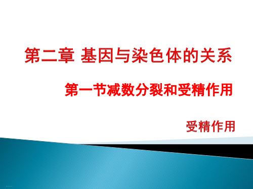 人教版高一生物必修二课件：受精作用