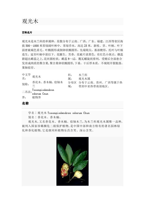 观光木