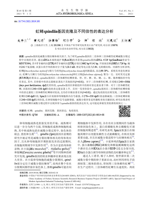 虹鳟spindlin基因克隆及不同倍性的表达分析