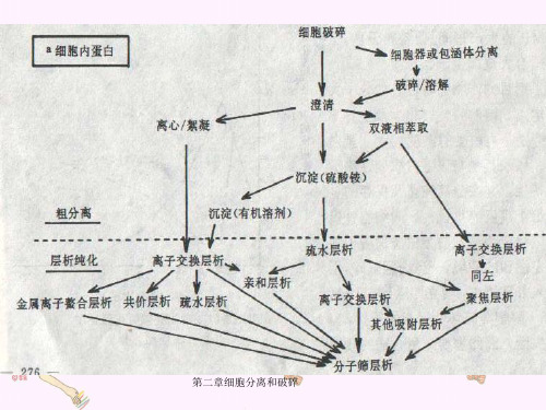 第二章细胞分离和破碎