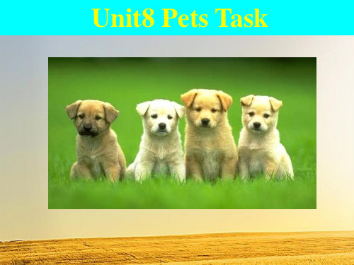 牛津译林版7B Unit8 Pets Task课件(共20张PPT)