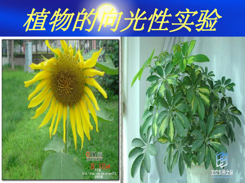 植物向光性实验ppt课件