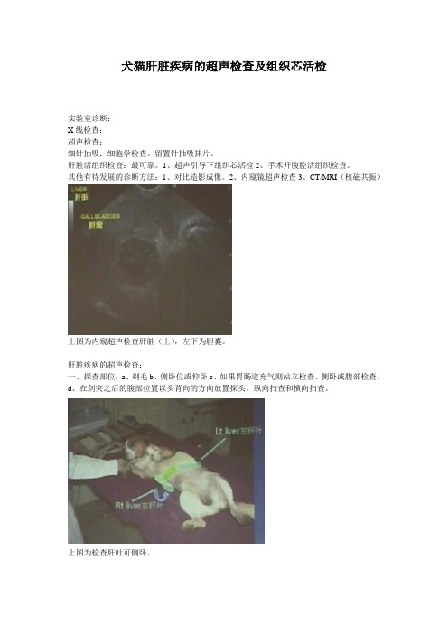 犬猫肝脏疾病的超声检查及组织芯活检