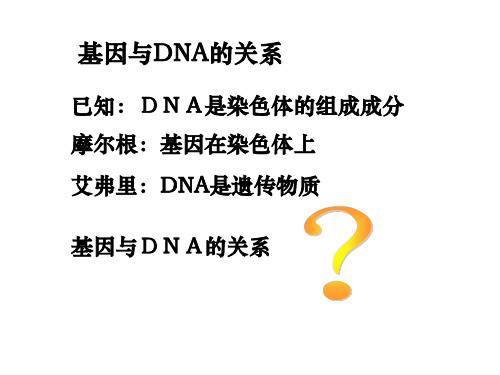 基因与DNA的关系